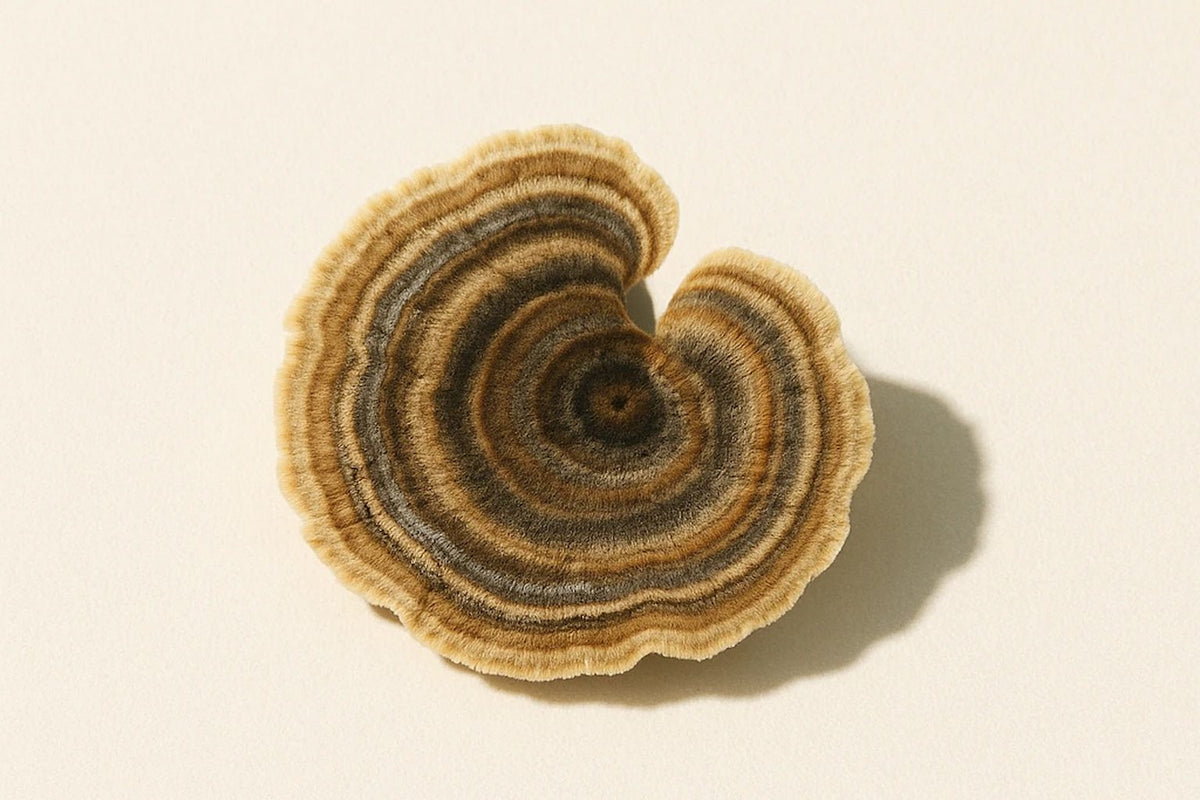 Turkey Tail
