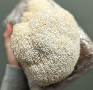 Lifecykel Lion's Mane Mushroom Grow Kit