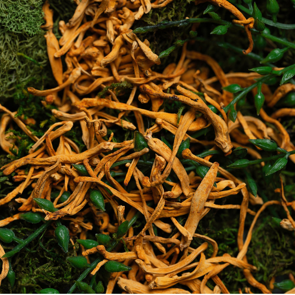 Cordyceps Dosage: How Much to Take for Energy and Performance