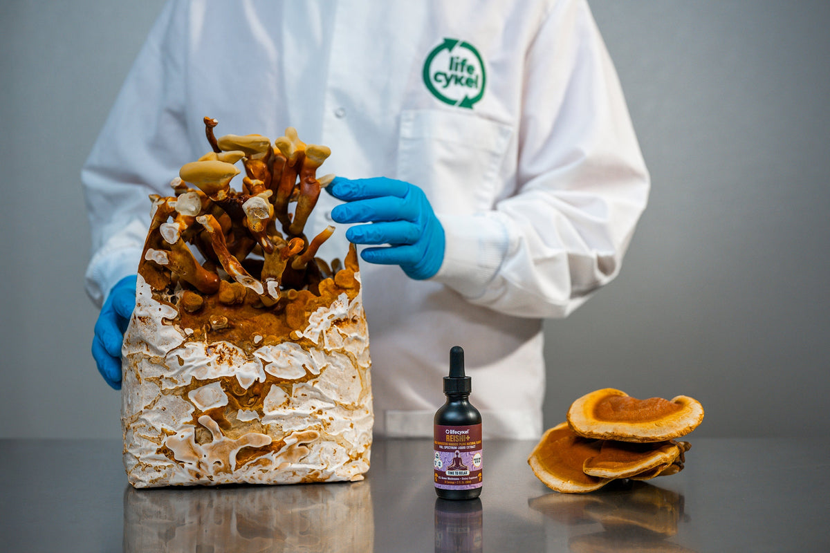 What Is Reishi Mushroom and How Does It Work?