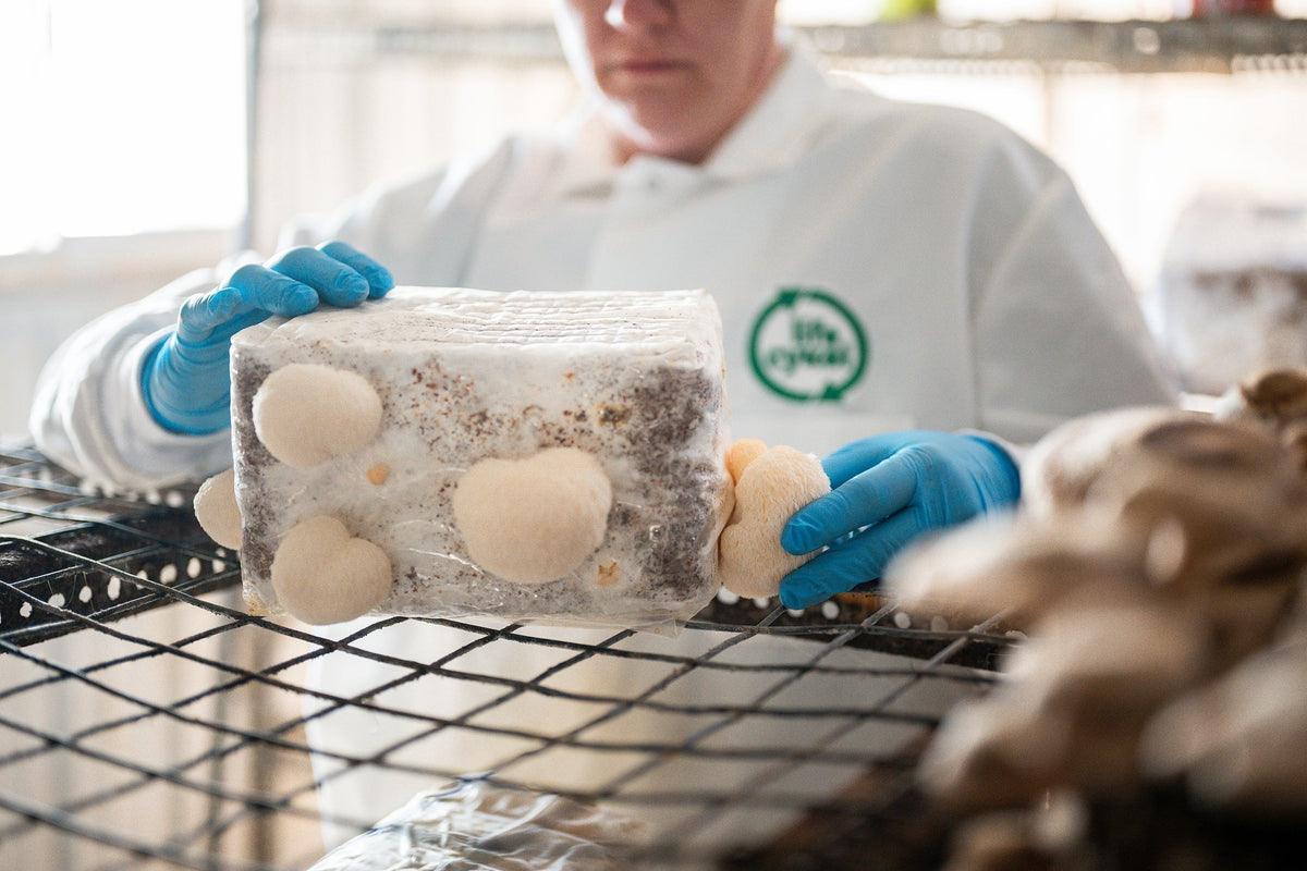 What Is Lion’s Mane Mushroom & How Does It Work?