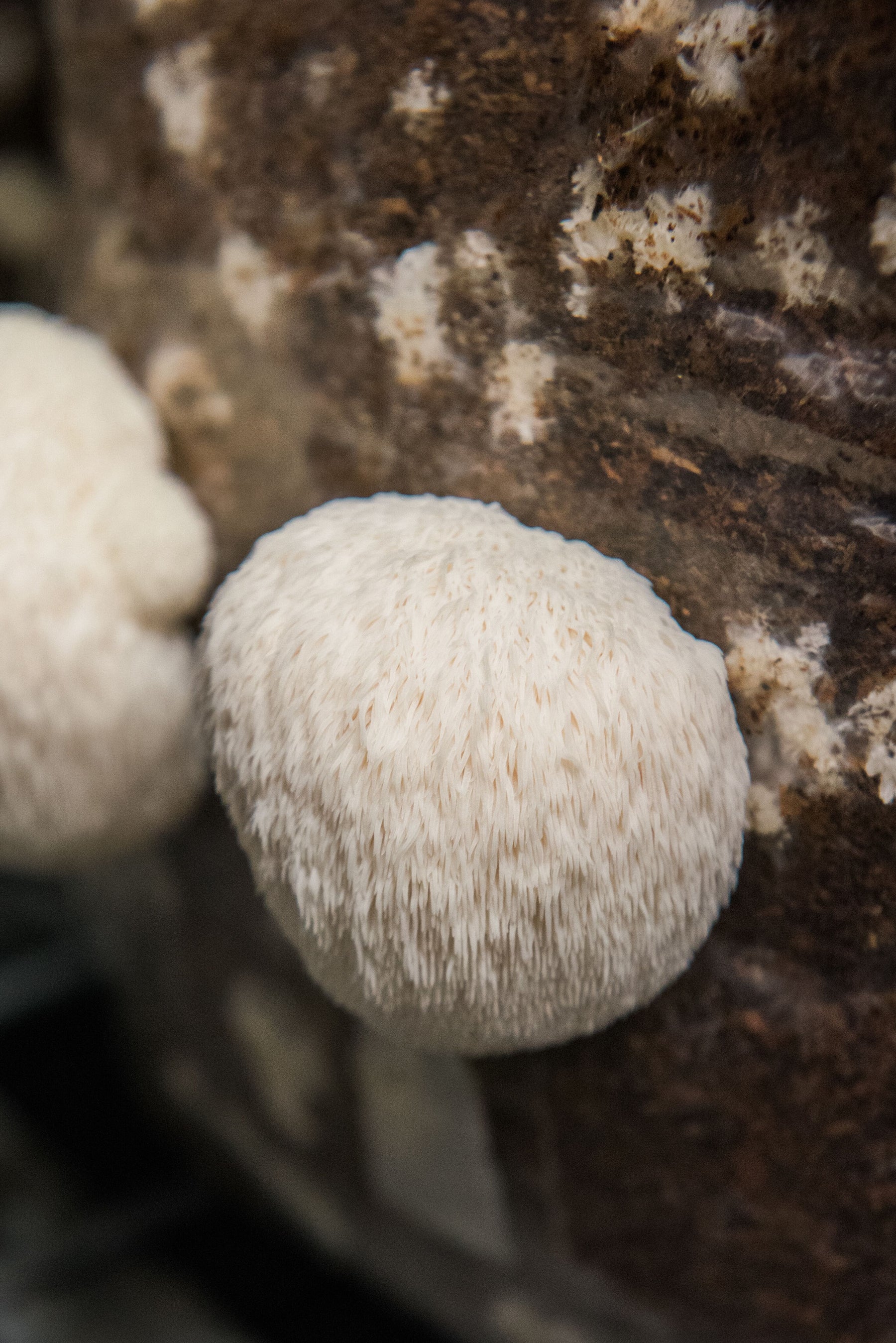 Functional Mushrooms: Everything you need to know about Lion's Mane