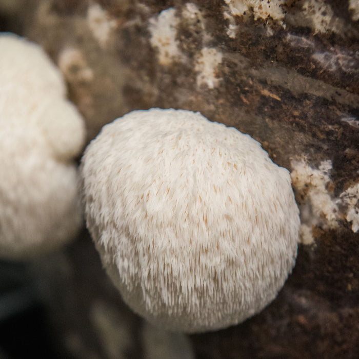 Functional Mushrooms: Everything you need to know about Lion's Mane