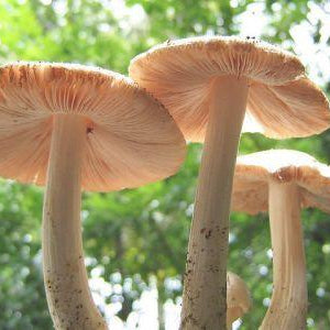 Mushrooms: Earth’s Natural Recyclers
