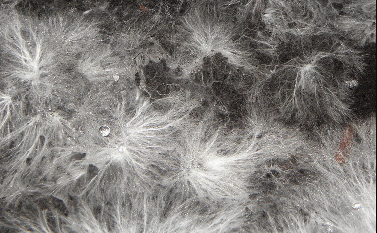 Mycelium: The Earth's natural internet