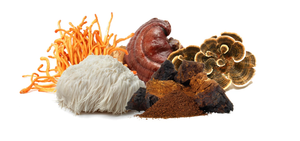 The Power of Functional Mushrooms