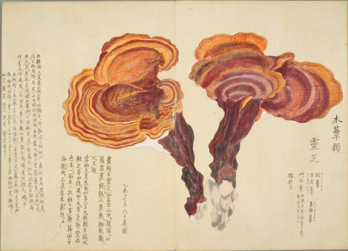 Mori Baien: The Samurai Who Painted Mushrooms