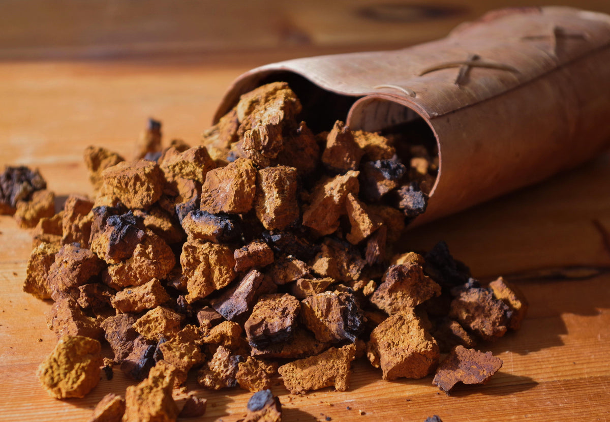 Functional Mushrooms: The Almighty Chaga