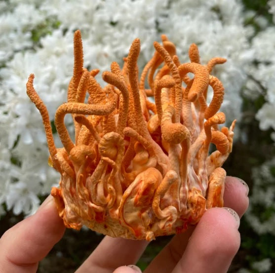 Cordyceps Mushroom: The Complete Guide (2026)