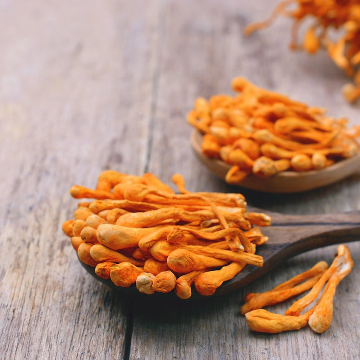 Functional Mushrooms: The mysterious life of Cordyceps