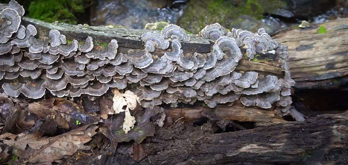 Turkey Tail