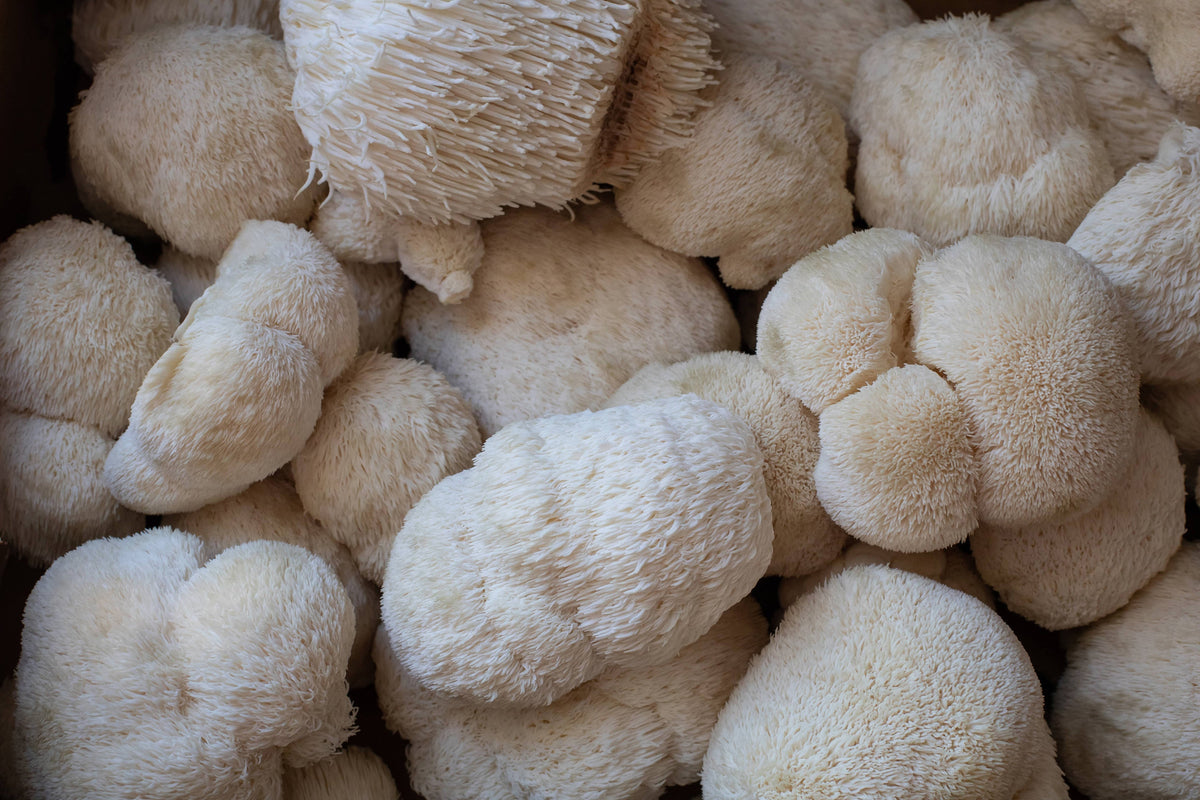 5 Reasons Why You Should Be Taking Lion's Mane Mushroom