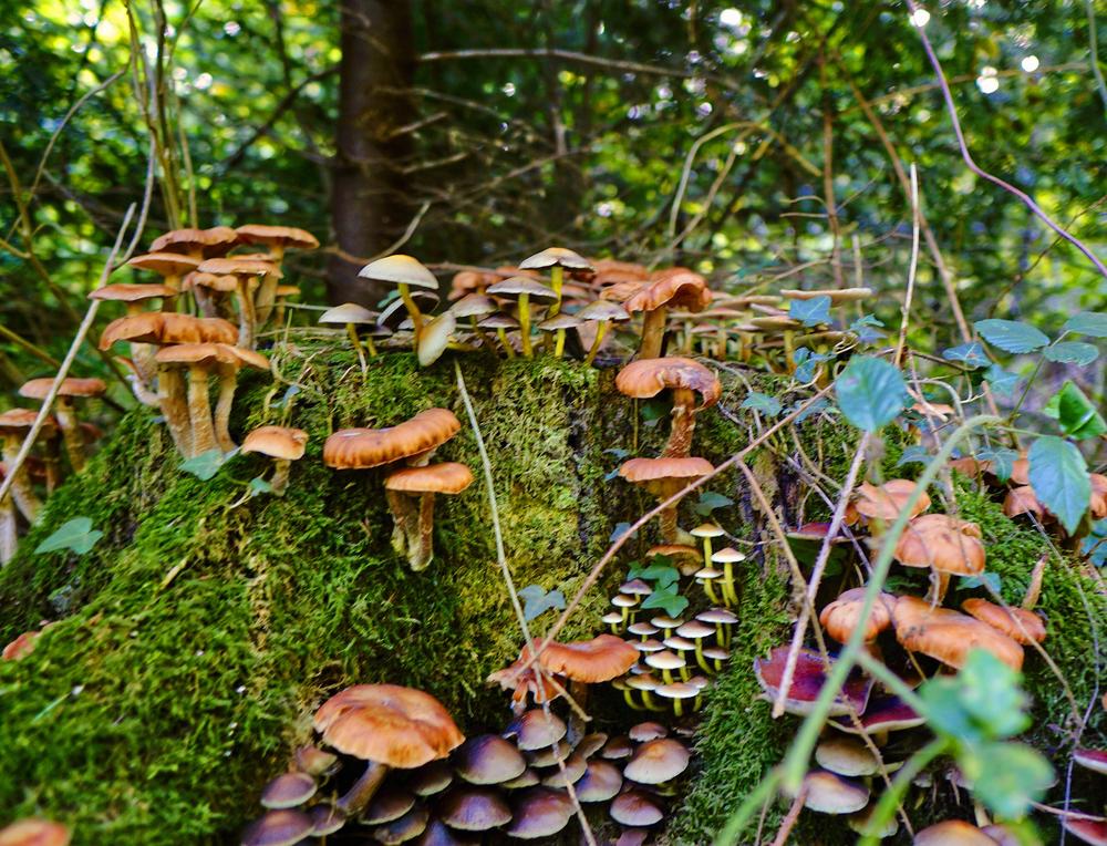 Mushrooms are... well... mushrooming!