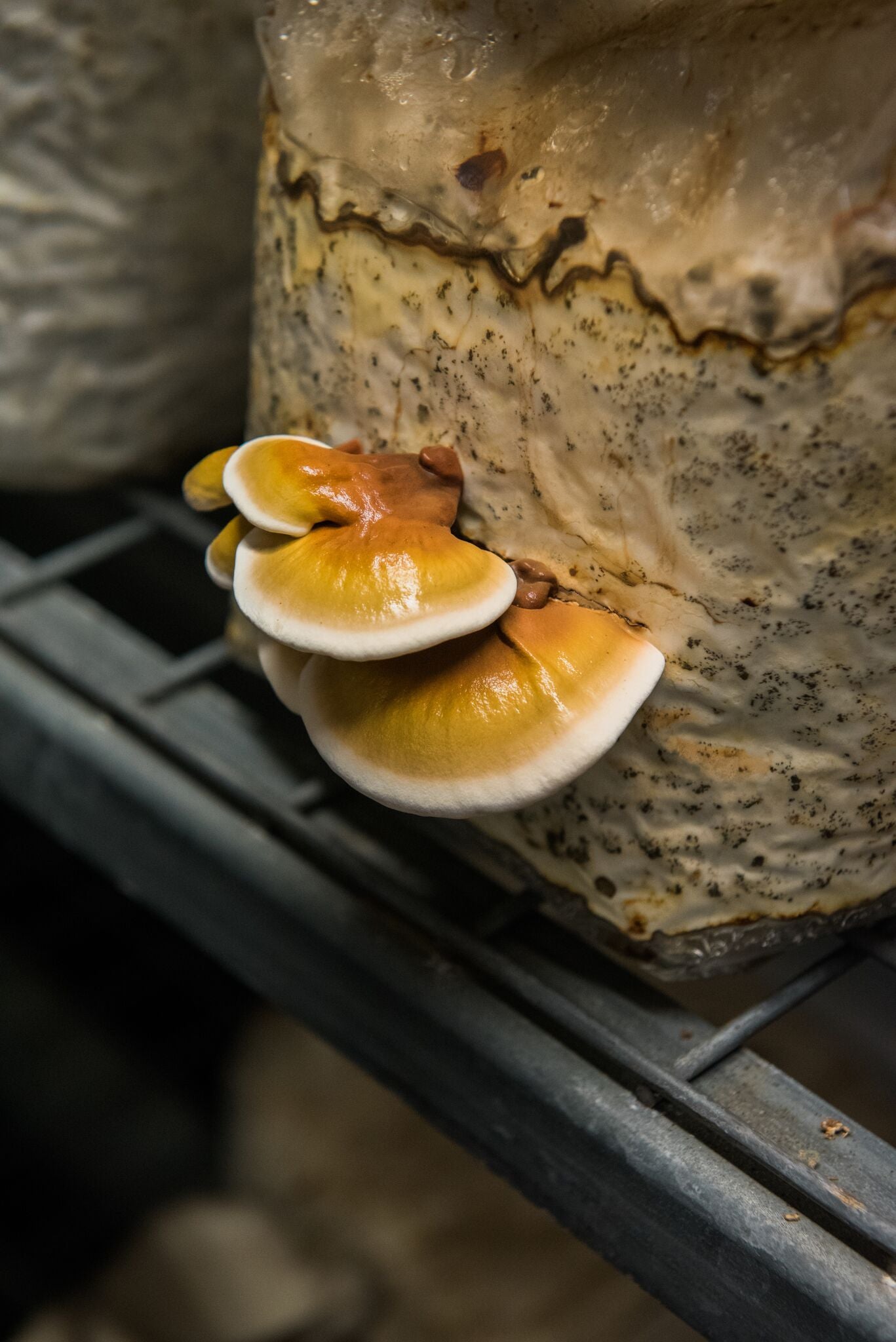 Functional Mushrooms: Reset with Reishi