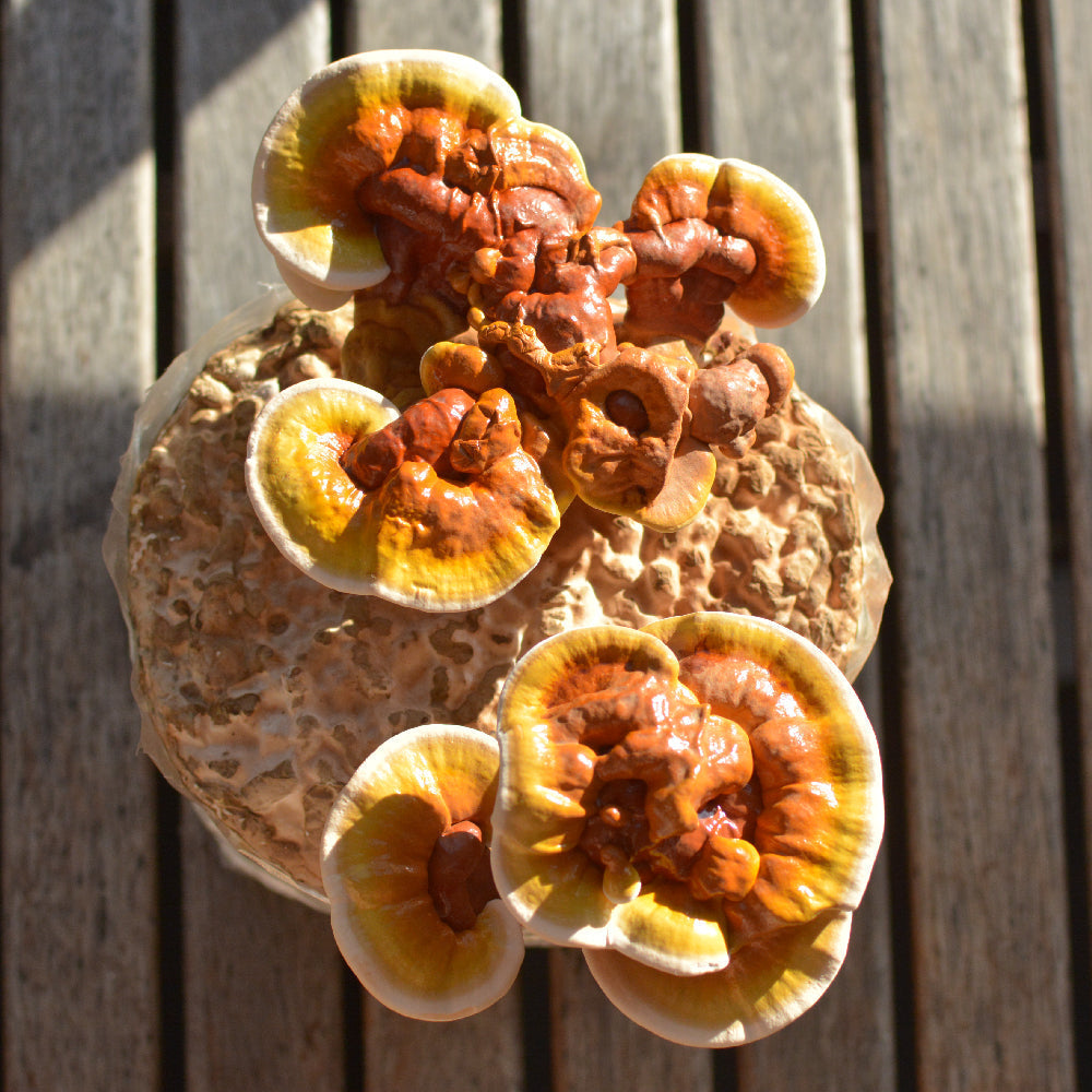 Best Reishi Supplement 2026: A Buyer's Guide