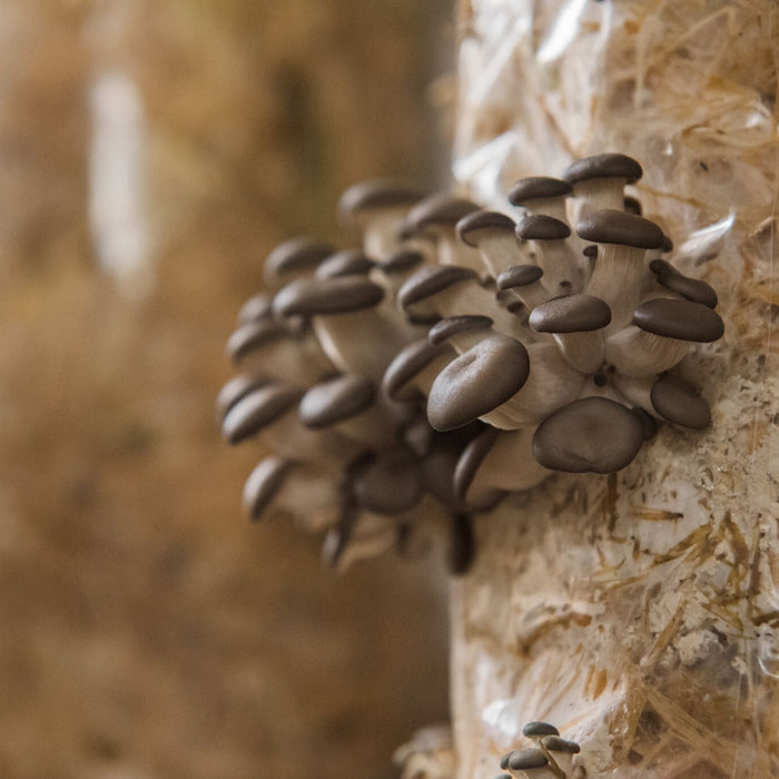 Functional Mushrooms: The beauty of Shiitake