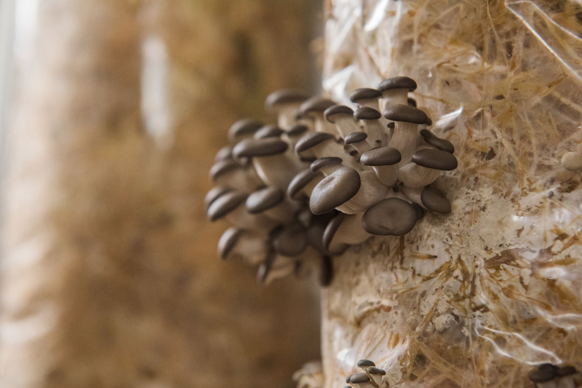 Functional Mushrooms: The beauty of Shiitake