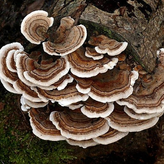 Functional Mushrooms: Honour your gut with Turkey Tail