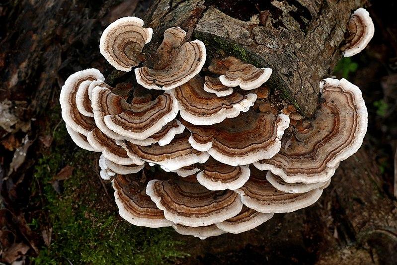 Functional Mushrooms: Honour your gut with Turkey Tail