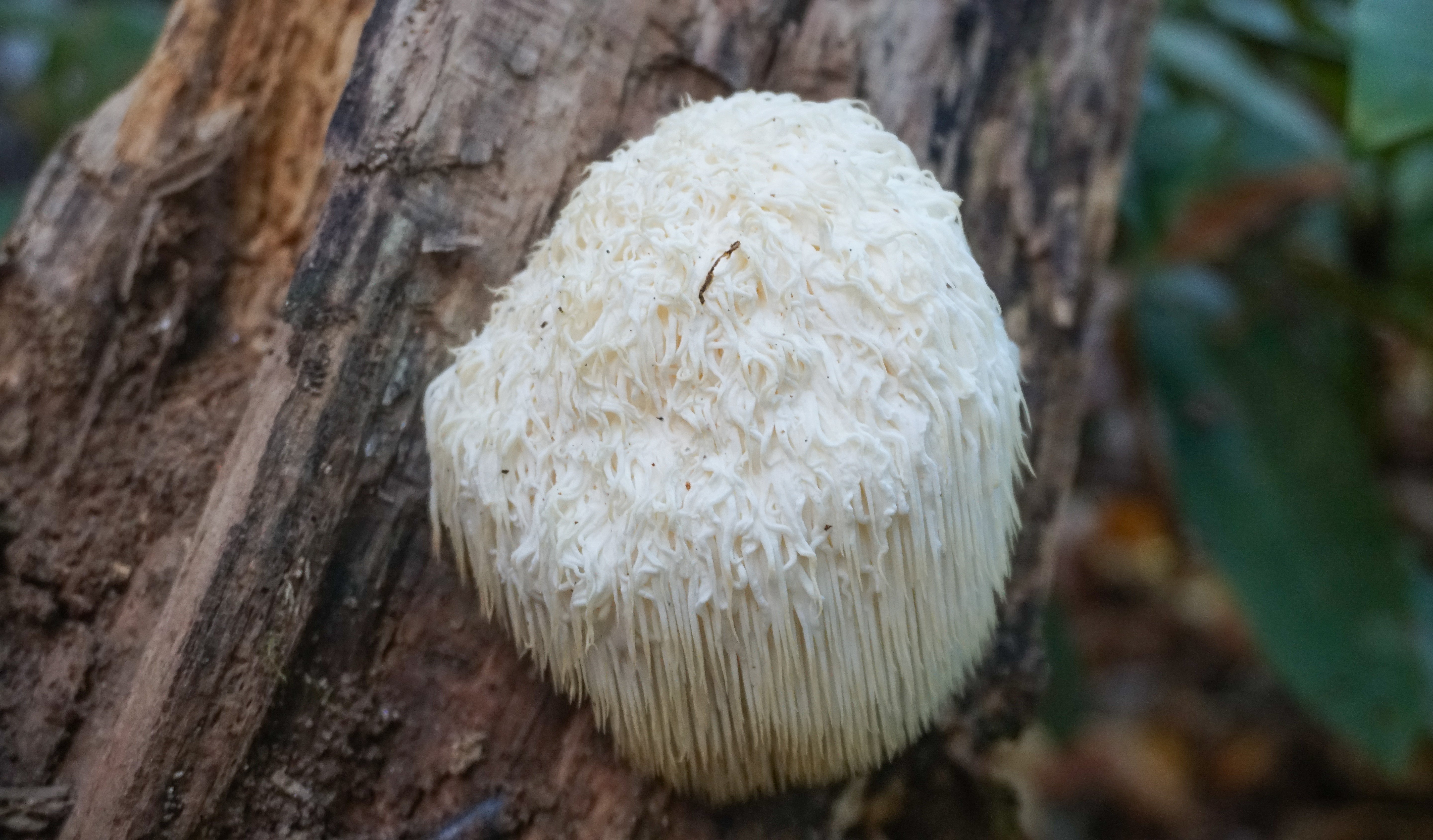 Lion's Mane