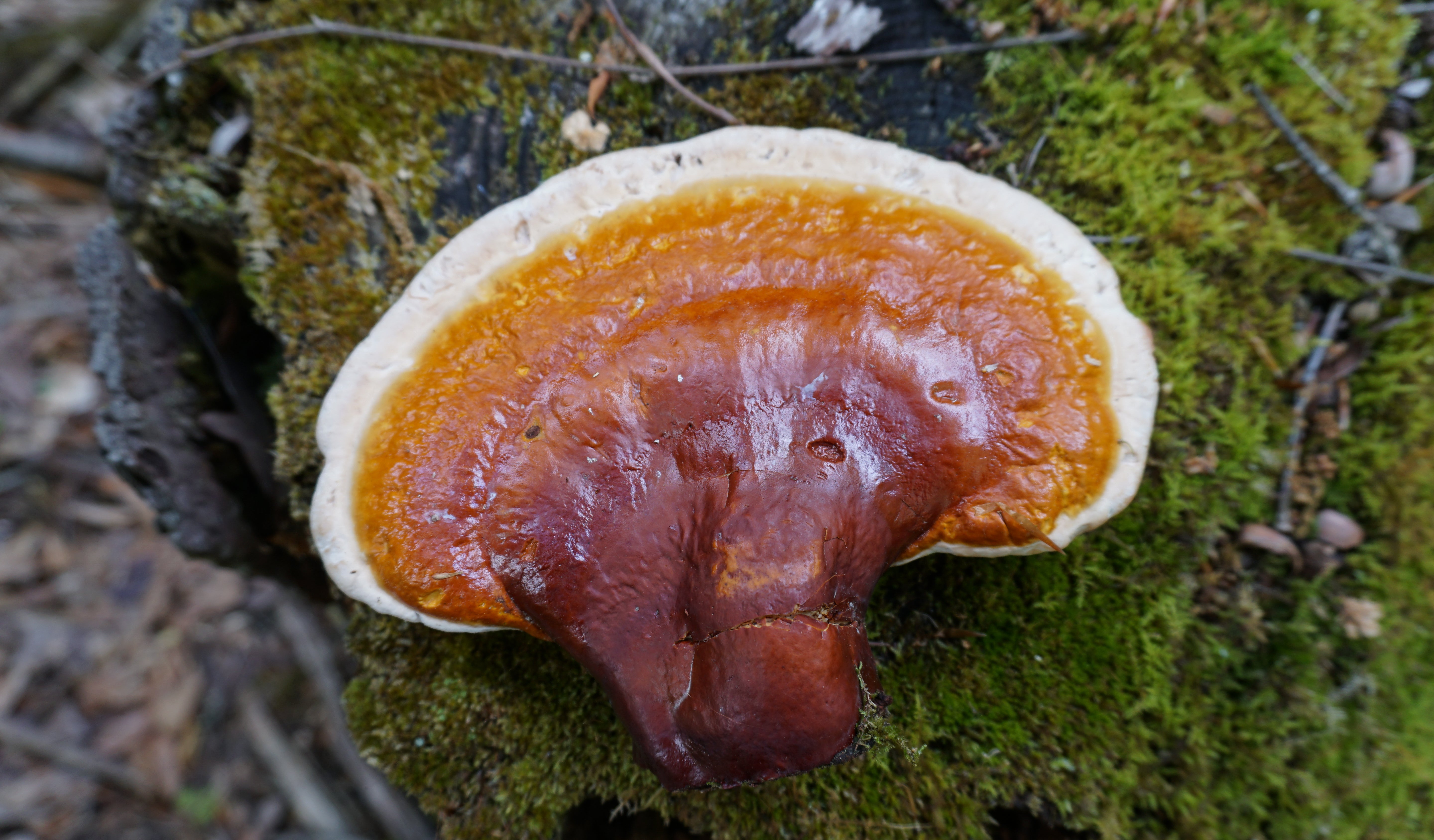 Reishi