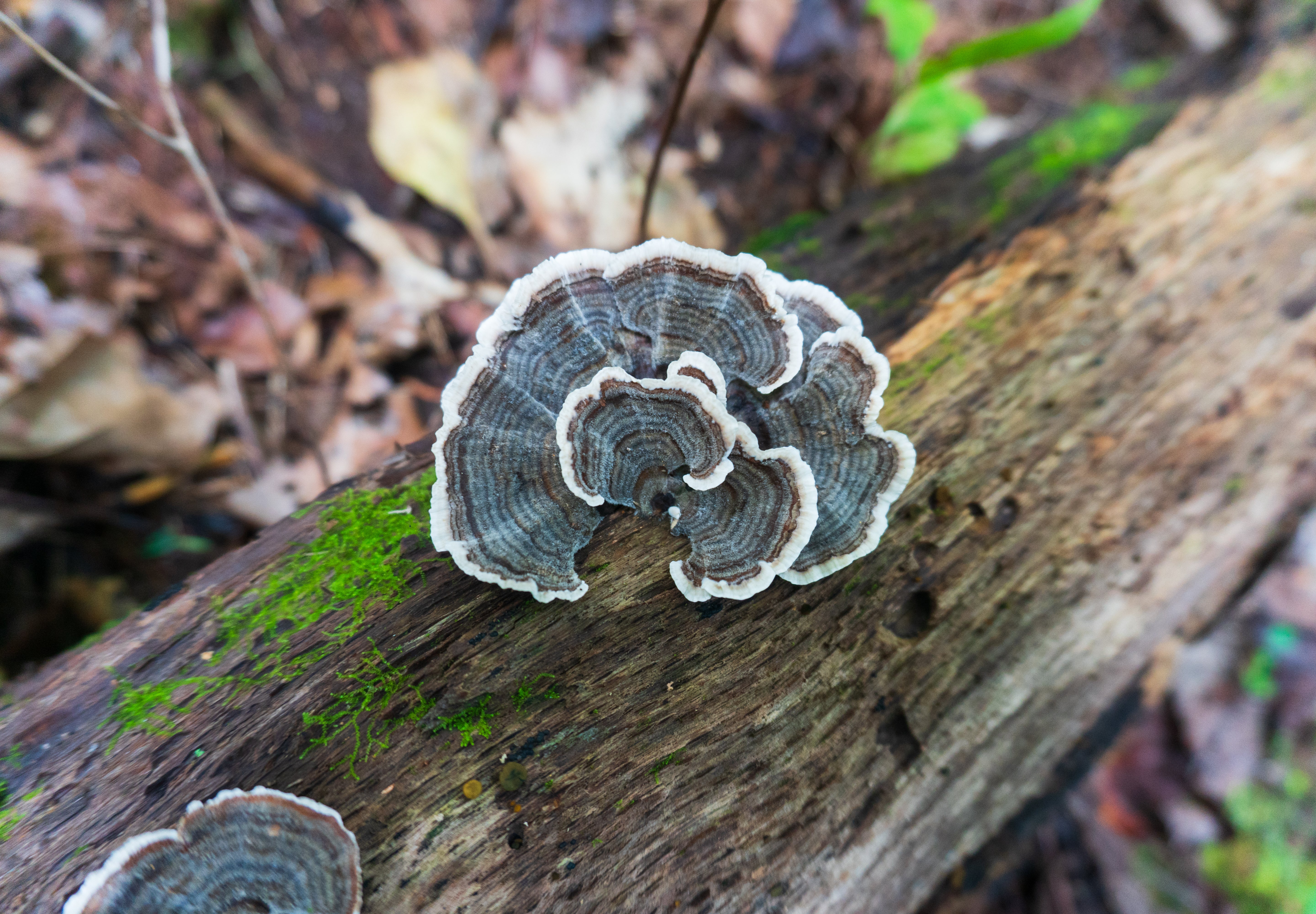 Turkey Tail