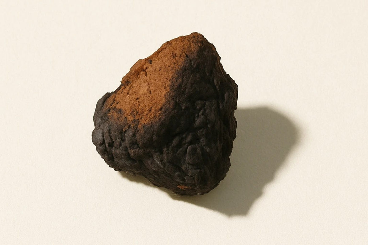 Chaga
