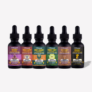 Set of six Lifecykel mushroom extracts  tincture bottles on a white background
