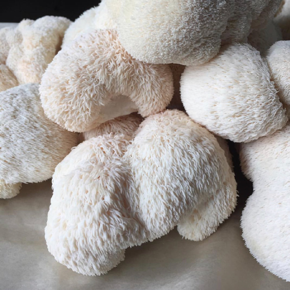 University of Queensland Study: Lion's Mane Liquid vs Powder