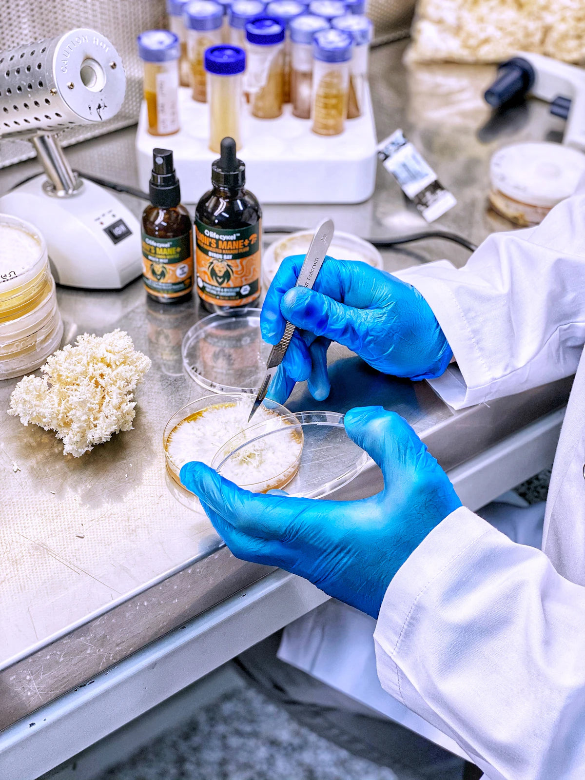 A person wearing a white lab coat and blue gloves handles a petri dish containing a white fungal or bacterial sample on a stainless steel countertop, with culture bottles, test tubes, and lab equipment in the background.