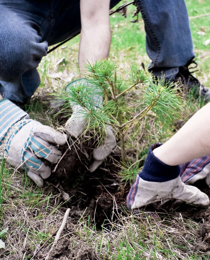 Donate a Tree