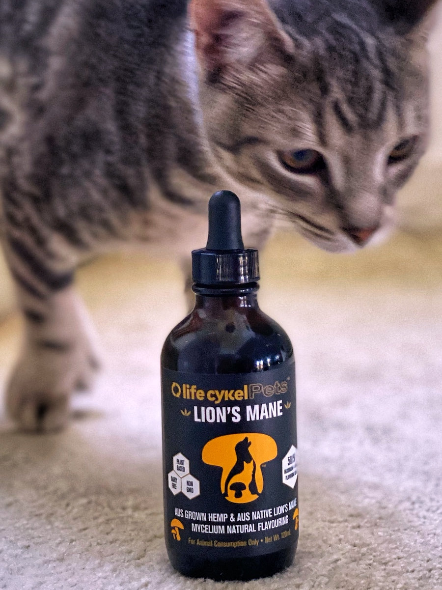 Life Cykel Pets® Lion's Mane Extract